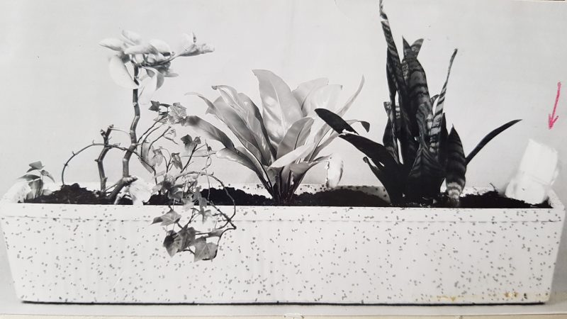 Een zwart wit foto uit 1965 met een langwerpige witte plantenbak met 5 planten en een wit pakje met daarboven een rood pijltje dat aangeeft dat in dat pakje de valse goudstempels zaten.